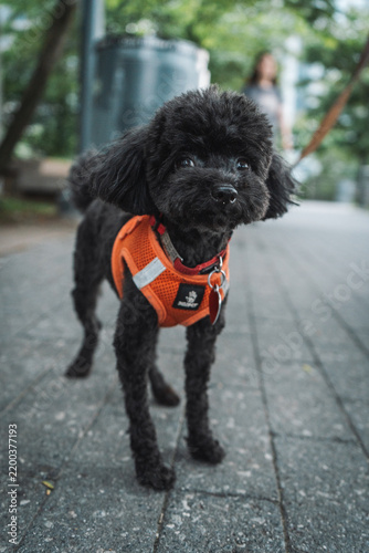 Humorous close-up portrait of a dog in New York