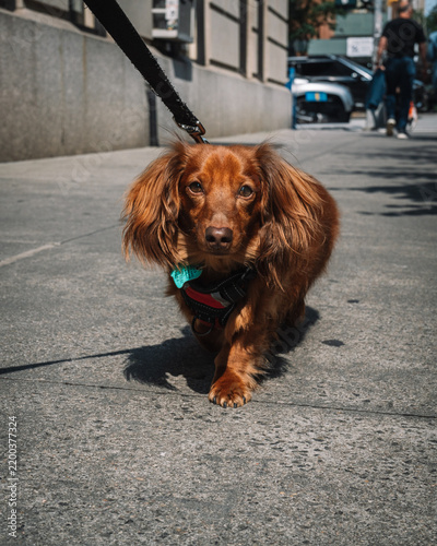 xpressive pet dog in an urban New York setting