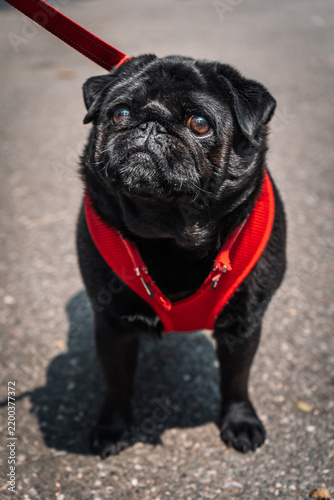 Quirky canine with a comical expression in New York