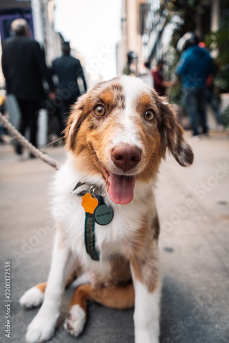 Funny pet portrait photographed outdoors in New York