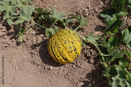 Quadro su tela A round, yellow-and-green Asian melon ripened in the field