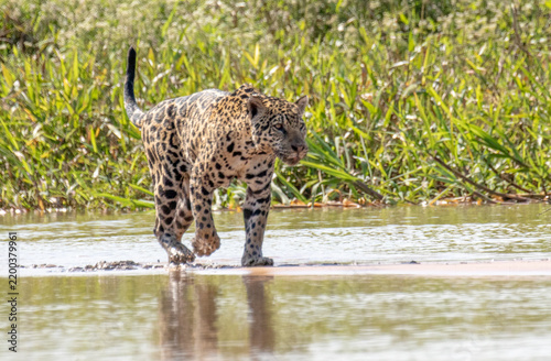 Jaguar walking along a sand bank