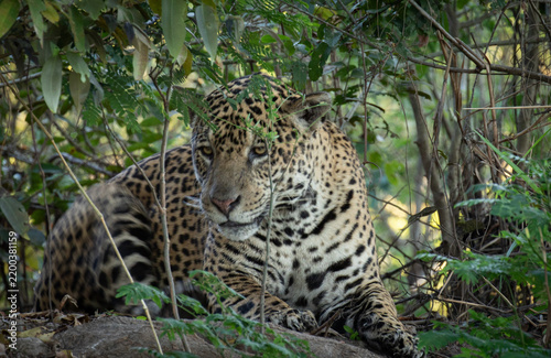Canvas Print Jaguar laying under a tree
