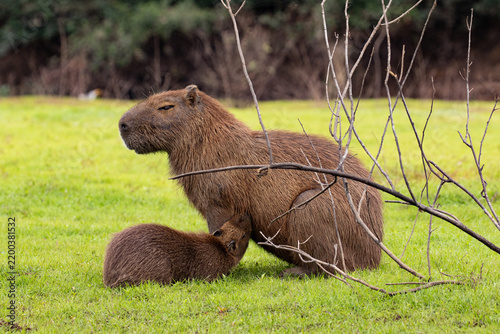 Capybara and Baby