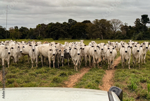 Nelore cattle in the Pantanal