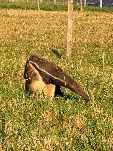 Giant Anteater