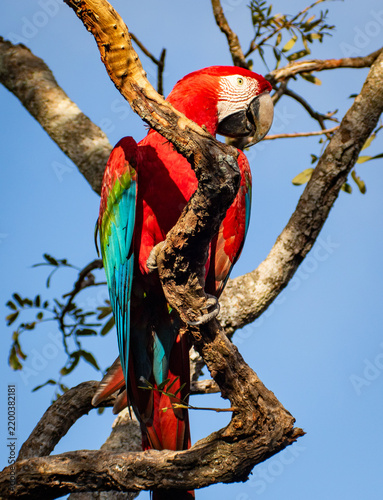 scarlet macaw parrot