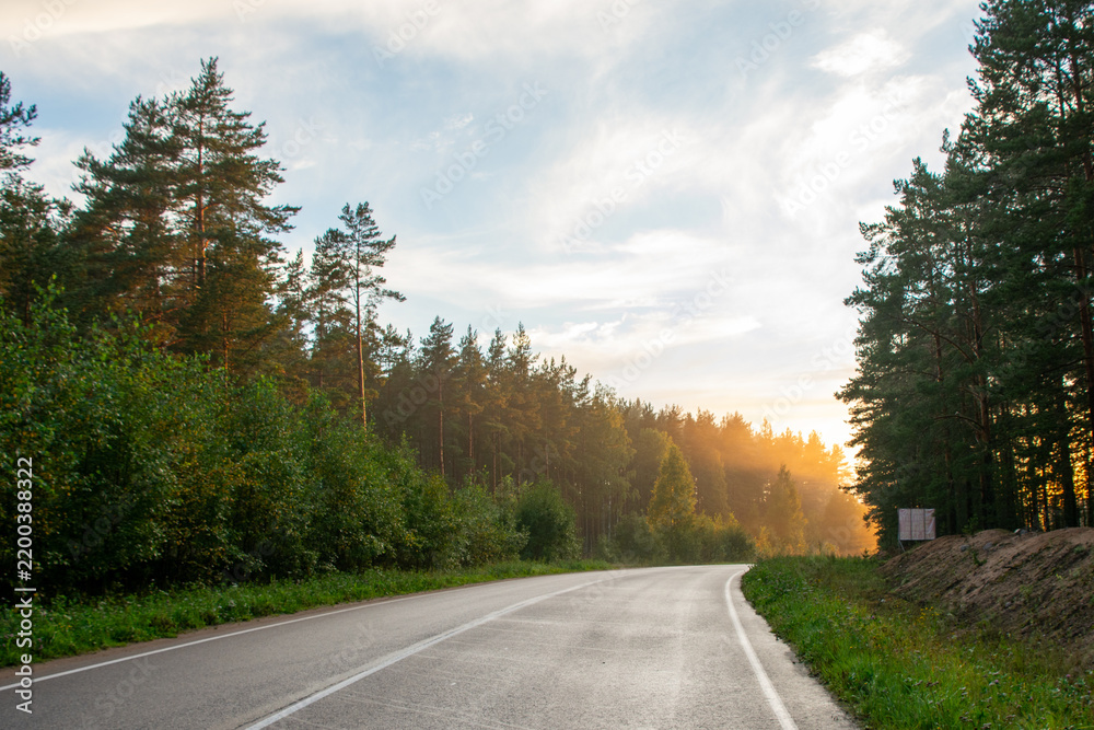 Obraz premium Winding asphalt road through pine forest illuminated by soft morning sunlight.