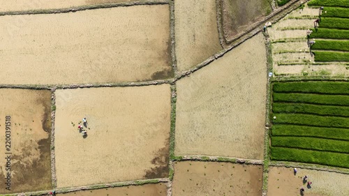 sunny day time chiang mai district area rice terrace fields working process aerial topdown timelapse panorama 4k thailand   
