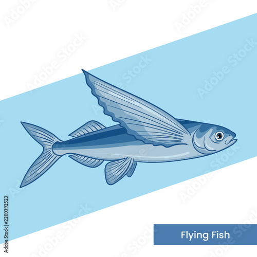 Vector illustration of a flying fish with wing-like pectoral fins, drawn in clean blue tones on a white and light blue background, perfect for educational or marine design projects.