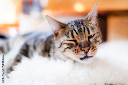 Obraz na płótnie クシャミが出そうなベンガル猫_猫風邪