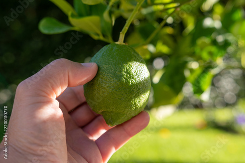 Frische grüne Zitrusfrucht am Baum