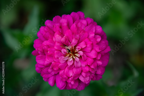 Vibrant Pink Zinnia Flower Close Up with Soft Green Background