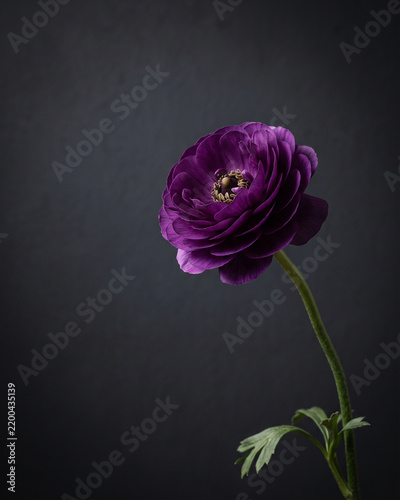 Deep violet flower on dark background for luxury beauty advertising