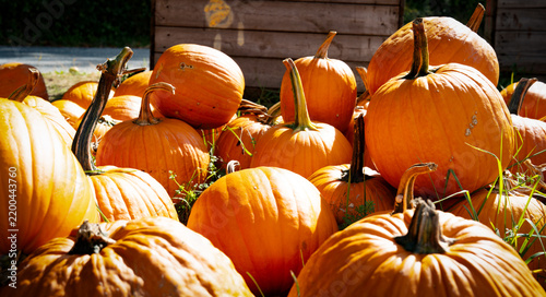 Hokkaido pumpkins in a meadow. Freshly harvested autumn fruits. Background for a thanksgiving banner. Close-up.