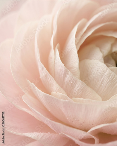 Macro texture of soft overlapping flower petals in blush tones