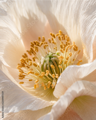 Ultra detailed macro of flower center with stamens and pollen