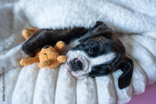 cute boxer puppy sleeping with a plush toy