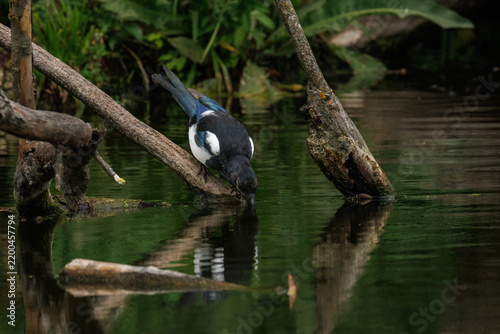 A Eurasian magpie (Pica pica) perched on a thin log and drinking water, facing the camera lens on a cloudy autumn day. Wildlife photography with copy space.	
