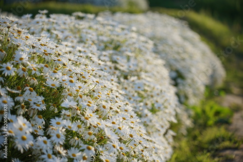 White daisy-like flowers blooming in soft natural light