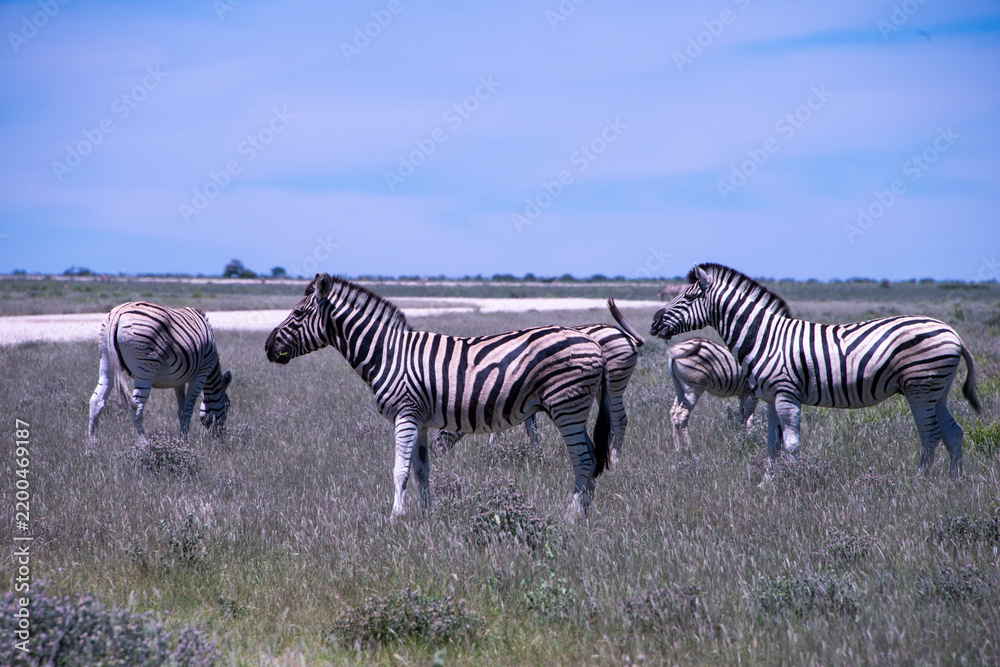 Fototapeta premium A herd of zebras roams the open plains of Etosha National Park, their striking black-and-white patterns standing out against Namibia's sunlit savanna and vast salt-pan landscape.