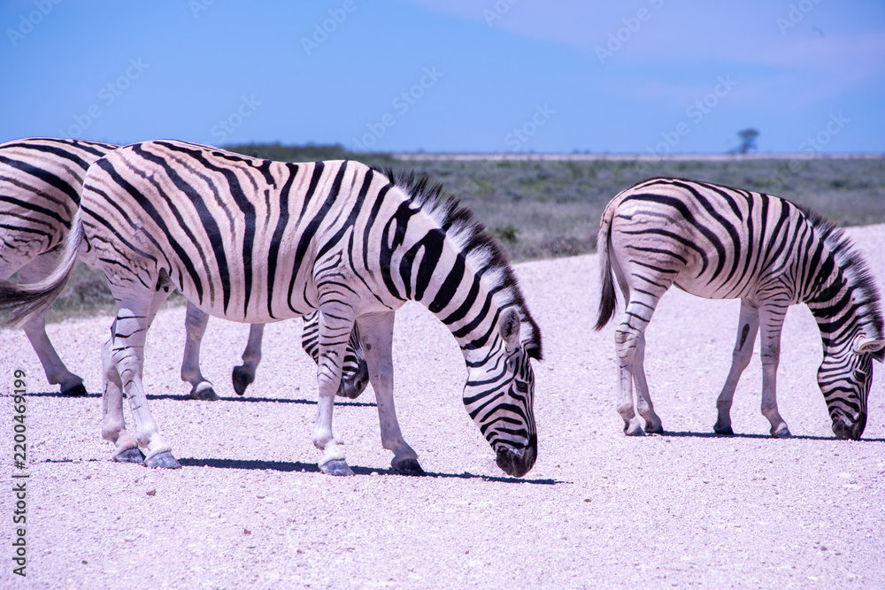 Fototapeta premium A herd of zebras roams the open plains of Etosha National Park, their striking black-and-white patterns standing out against Namibia's sunlit savanna and vast salt-pan landscape.