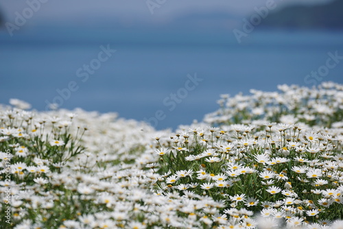 White flowers blooming against a soft blue background