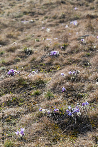 Bild auf Leinwand Pasque flower, National park Podyji, Southern Moravia, Czech Republic
