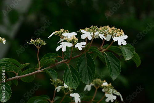 Viburnum flowers