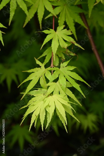 close up of a Acer maple leaves