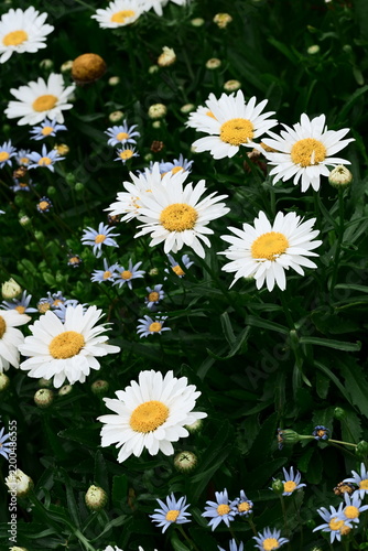 Leucanthemum daisies in a garden