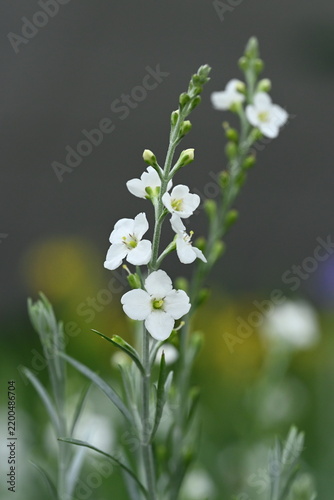 Gomphostigma river star white flowers in the garden