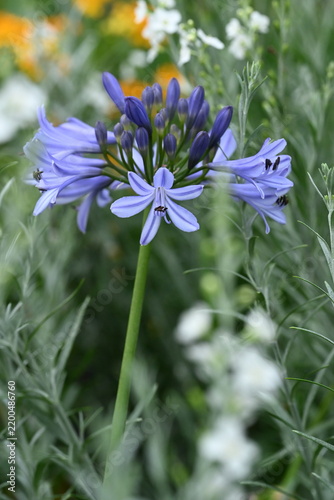African lily blue flowers in the garden