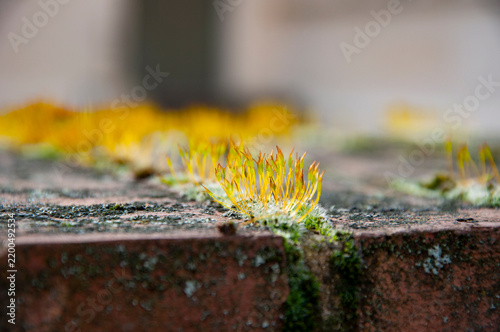 Redshank moss covered stone. Rocky stone with moss in wild nature forest. Moss in forest nature