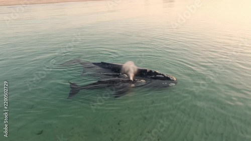 Southern right whale and calf swimming in shallow water