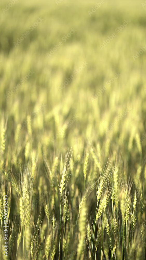 Fototapeta premium Green-golden wheat spikes swaying on an agricultural farm, nature crop and food production scene.