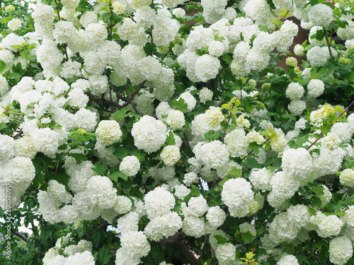 White flowers of European Snowball Viburnum (Viburnum opulus 'Roseum') shrub in bloom