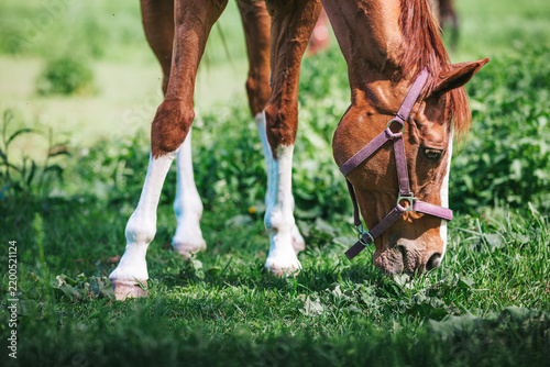 Brown horse grazing on fresh green grass in a pasture, close-up view of horse feeding outdoors.