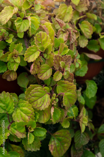 Green plants growing in a pot with various shades of green leaves in a garden setting during daylight hours