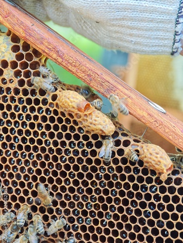 Detailed close-up of honeybees crawling on a wooden hive frame with natural wax comb and emerged queen cells held by a beekeeper during a hive maintenance check in an apiary.