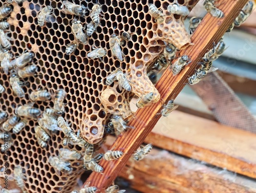 Worker bees busy on a wooden frame filled with wax honeycomb cells and queen cups in an apiary hive, highlighting natural apiculture and sustainable honey production processes.
