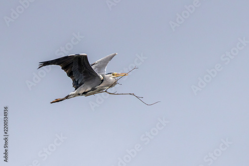 Fotografie Adult Grey Heron Flying with a Twig