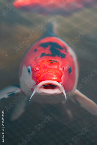 Foto Koi