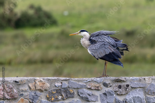 Fotografie Adult Grey Heron Preening on a Stone Wall
