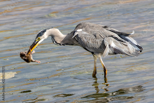 Adult Grey Heron with a Rat