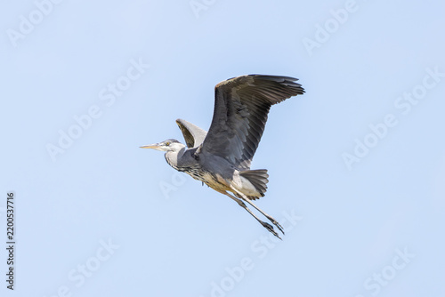 Fotografie Grey Heron in Flight