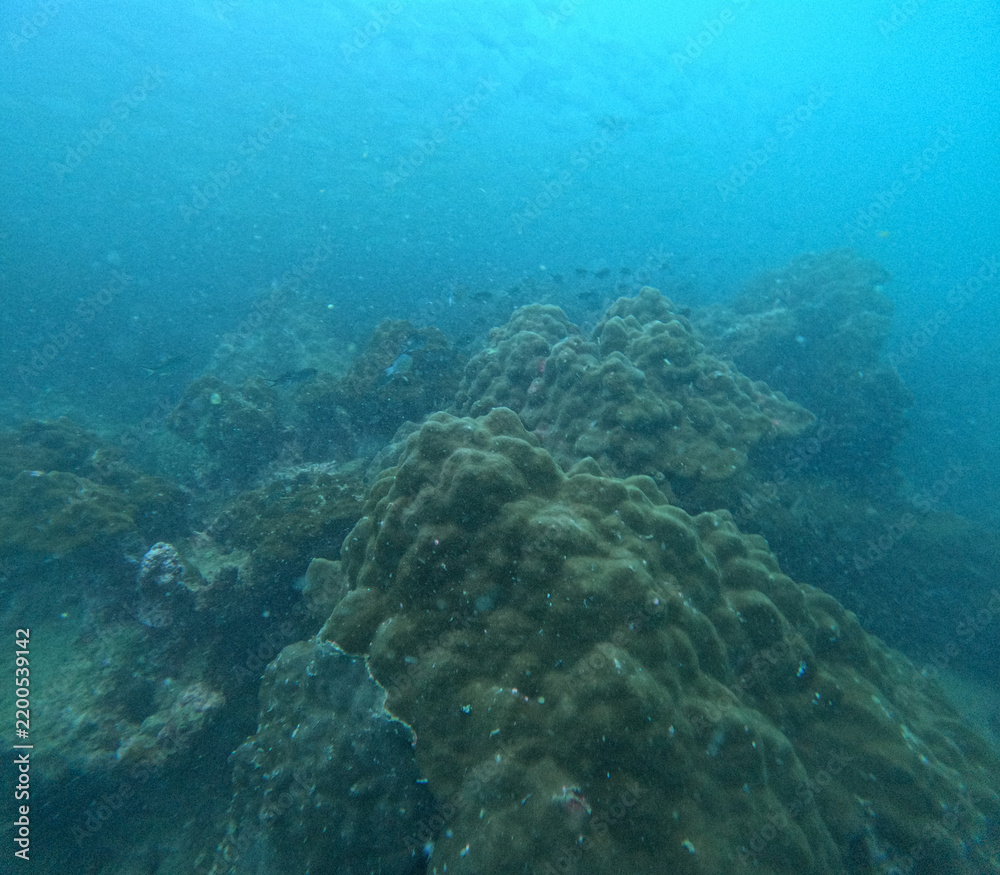 Fototapeta premium scuba diver and coral reef