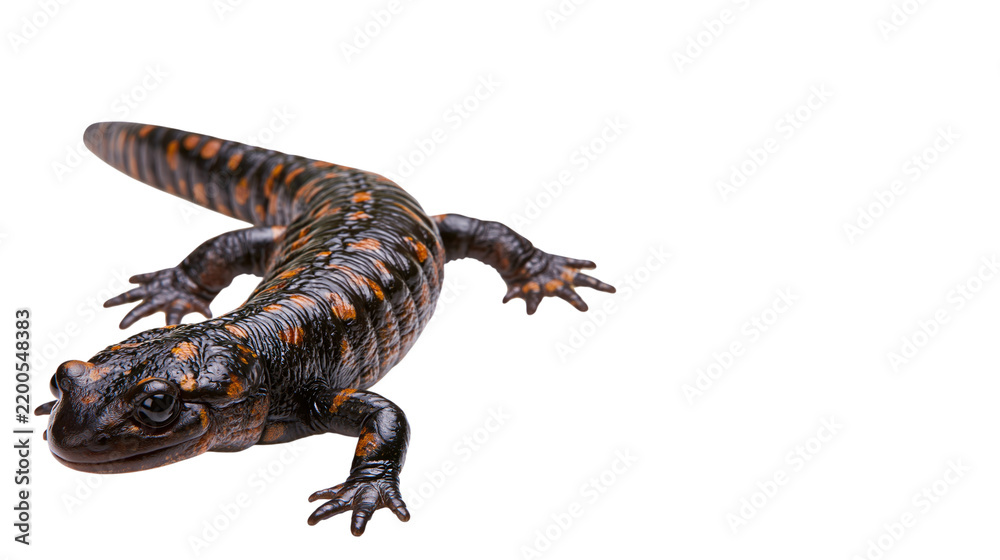 Obraz premium Fire salamander with orange spotted skin and glossy eyes isolated on transparent background PNG element