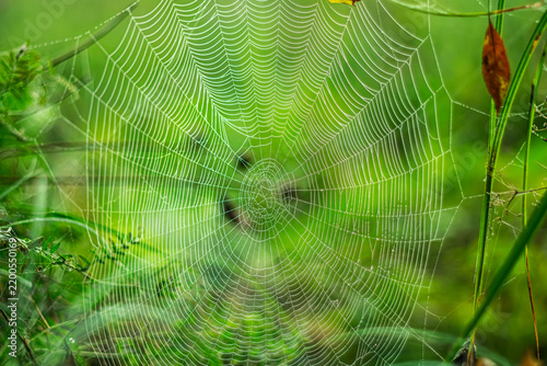 Early autumn. Autumn spiderwebs against a blurred background.