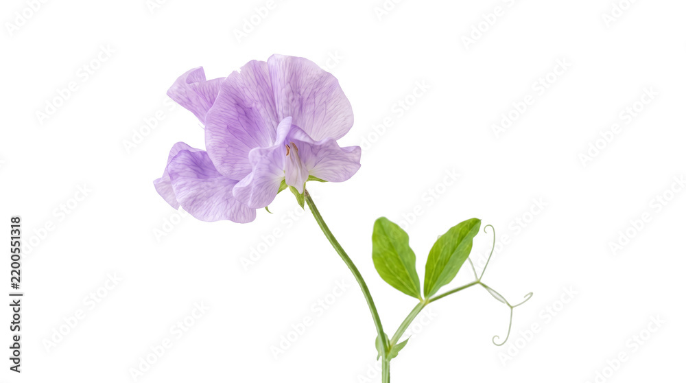 Fototapeta premium Single Lavender Sweet Pea Flower on Stem.
